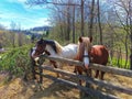 Saddled horses. Mountain horses. Nature. Royalty Free Stock Photo