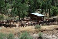 Saddled horses in paddock in Zion National park Royalty Free Stock Photo
