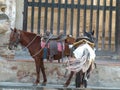 Saddled horses waiting for their riders