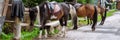 Saddled mountain horses outdoor. Equestrian sport, animals life Royalty Free Stock Photo