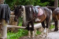 Saddled mountain horses outdoor. Equestrian sport, animals life Royalty Free Stock Photo