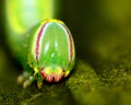 Saddled Prominent Caterpillar