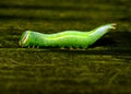 Saddled Prominent Caterpillar