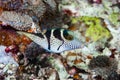 Saddled Pufferfish Canthigaster valentini Royalty Free Stock Photo