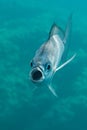 Saddled sea-bream - Oblada melanura - Banyuls-sur-mer, France