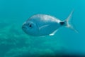 Saddled sea-bream - Oblada melanura - Banyuls-sur-mer, France