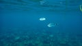 Saddled seabream Oblada melanura or saddle bream or oblade undersea, Aegean Sea, Greece.