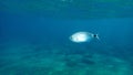 Saddled seabream Oblada melanura or saddle bream or oblade undersea, Aegean Sea, Greece.