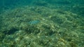 Saddled seabream or saddle bream or oblade Oblada melanura undersea, Mediterranean Sea, Cape of Antibes.