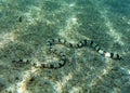 Saddled snake eel Royalty Free Stock Photo