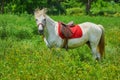 White Horse in Grass Royalty Free Stock Photo