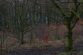 Saddleworth Moor Forest Trees On The Pennines In Manchester Royalty Free Stock Photo