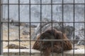 Saddness Wildlife Orangutan monkey live in prison zoo cage