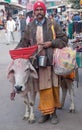 Sadhu with cow seeking alms on the street in Pushkar, India Royalty Free Stock Photo