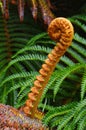 Sadleria Fern in Haleakala Crater Maui, Hawaii Royalty Free Stock Photo