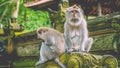 Sadly looking Long-tailed Macaque Monkey in the Monkey forest in Bali Royalty Free Stock Photo