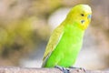 Beautiful green parrot lovebird  on branch of tree Royalty Free Stock Photo