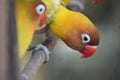 Beautifulyellow parrot lovebird on branch of tree