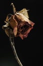 Sadly rose dried flowers