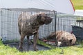 Sadness dogs in kennel