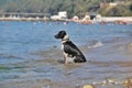 Sadness dogs of the sea Royalty Free Stock Photo