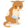 Sadness Life. Tears Of Despair. Cry Cat With Splinting Leg. Royalty Free Stock Photo