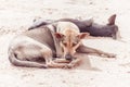 Sadness old poor and sick street dog - pedigreed