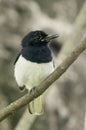 A sadness oriental magpie robin Royalty Free Stock Photo