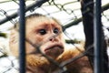 Painful gaze of a capuchin monkey in captivity