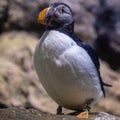 Sadness Puffin are living closed in Zoo