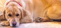 Sadness. Web banner with sad Labrador retriever yellow on the floor. Nose, eyes, pawn, eyers. Free copy space Royalty Free Stock Photo