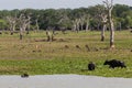 Safai in the Yala Nationalpark