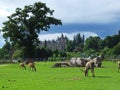 Safar park with deer and a castle in Scotland Royalty Free Stock Photo