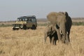 On Safari in Africa Royalty Free Stock Photo