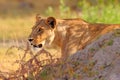 Safari in Africa. Big angry female lion Okavango delta, Botswana. African lion walking in the grass, with beautiful evening light