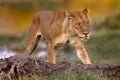 Safari in Africa. Big angry young lion Okavango delta, Botswana. African lion walking in the grass, with beautiful evening light.