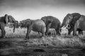 Elephants, elephant family in the savanna, safari in Africa, Kenya, Tanzania Uganda, elephant fighting Royalty Free Stock Photo