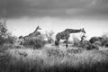 Giraffe, giraffes family in the savanna, safari in Africa, Kenya, Tanzania Uganda, elephant fighting Royalty Free Stock Photo