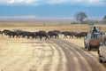 Safari in Africa, tourists in jeeps watching buffalos crossing road in savannah of Kruger park, wildlife of South Africa