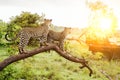 Safari in Africa with two leopards