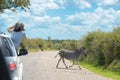 Safari in Africa, woman making zebra photo from car, travel in Kenya, savannah wildlife