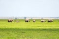 Safari in Amboseli, Kenya, Africa. Elephants family and herd on African savanna. Royalty Free Stock Photo