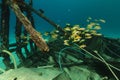 Safari boat wreckage and aquatic life in the Red Sea. Royalty Free Stock Photo