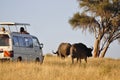 Safari Buffalo's