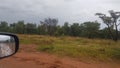 safari bushveld trees