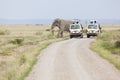 Safari Cars And Elephants, editorial