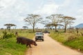 Game drive