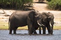 safari Chobe