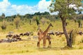 Safari concept. African typical landscape. Wildebeests, zebras and giraffes in african savannah. Masai Mara national park, Kenya