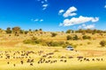 Safari concept. Safari car with wildebeests and zebras in african savannah. Masai Mara national park, Kenya